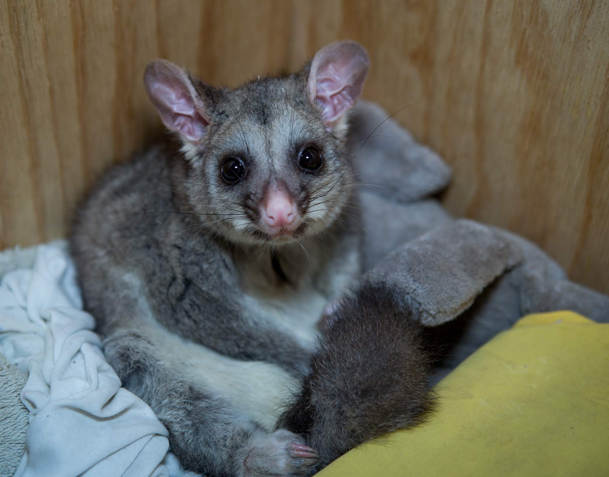 Photographing rescued wildlife for Native Animal Rescue